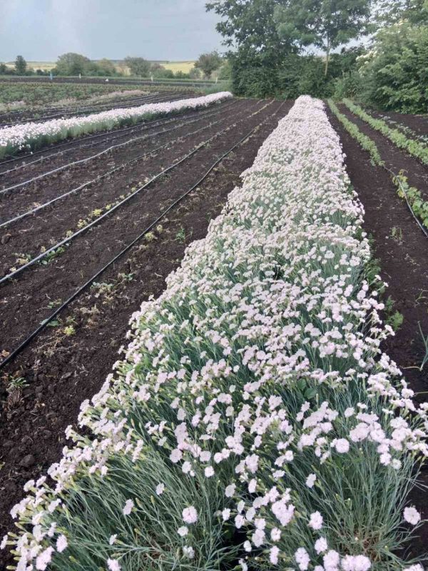 troyanda.jpg Гвоздика біла