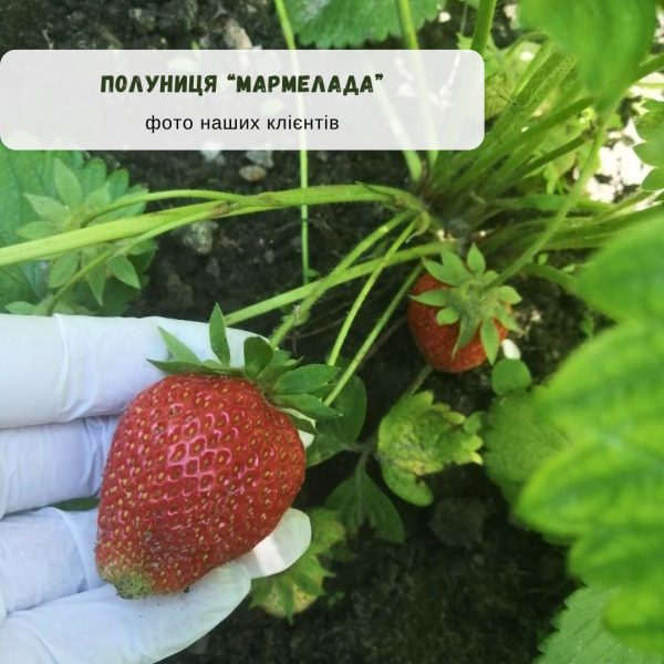 troyanda-blakytnyj-nil.jpg Полуниця "Мармелада" (середній сорт) Продаємо від 10 шт одного сорту