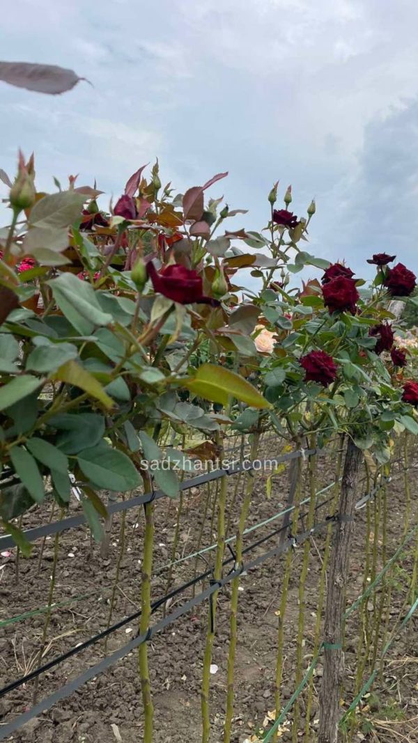 Троянда на штамбі "Блек-Баккара"