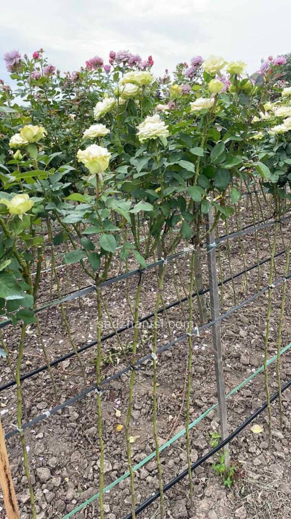 troyanda-na-shtambi-gajd-park-1-1.jpg Троянда на штамбі "Грін-фешн"