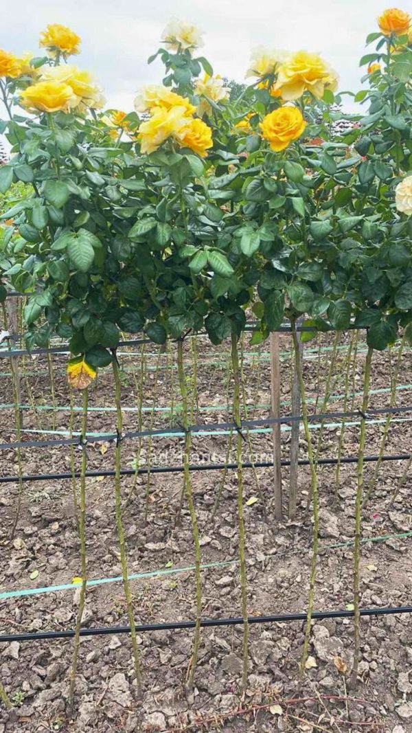 Троянда на штамбі  “Керіо”