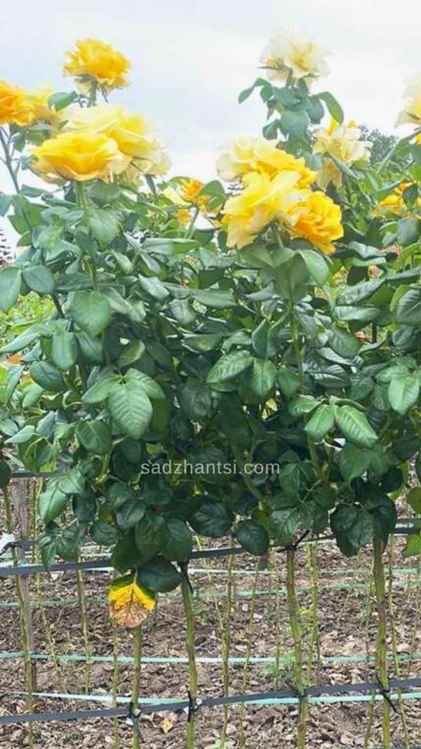 Троянда на штамбі  “Керіо”