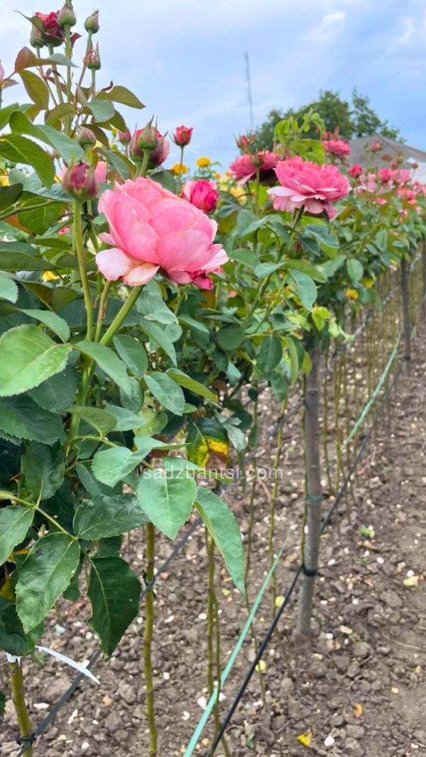 Троянда на штамбі "Міранда"