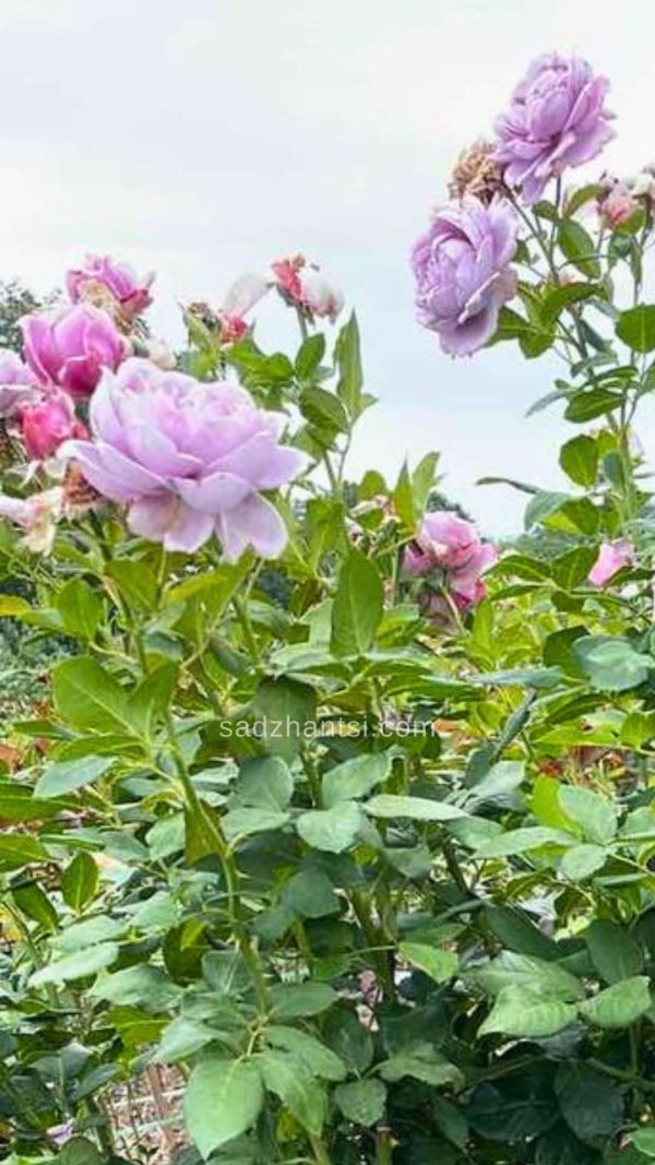 Троянда на штамбі  "Новаліс"