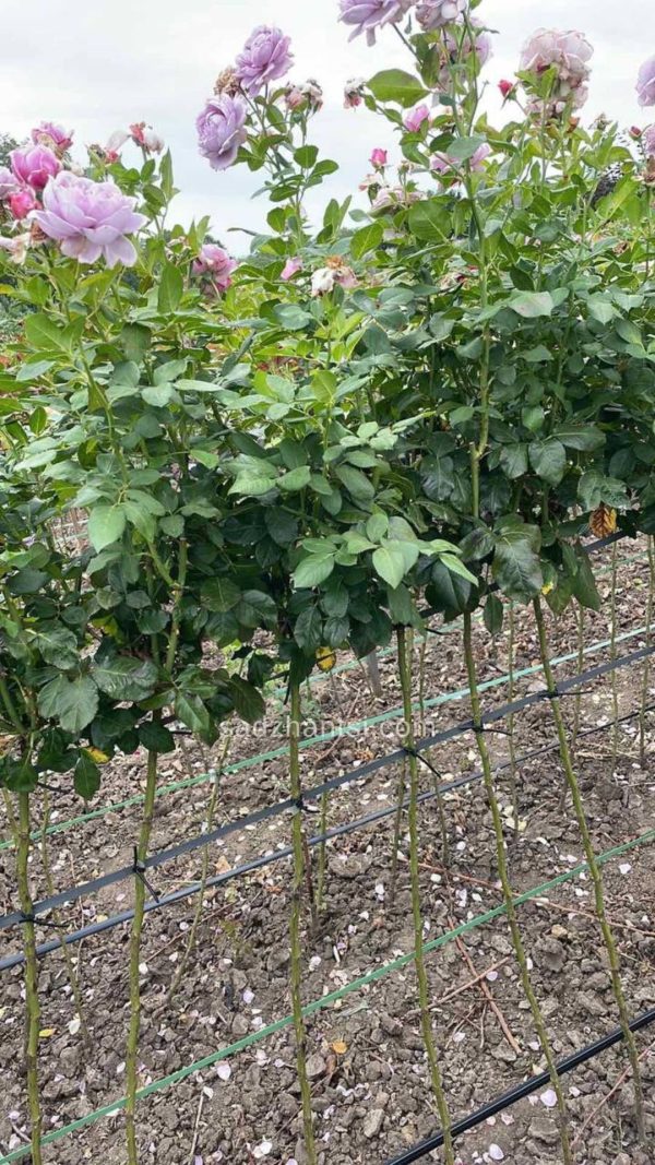 Троянда на штамбі  "Новаліс"