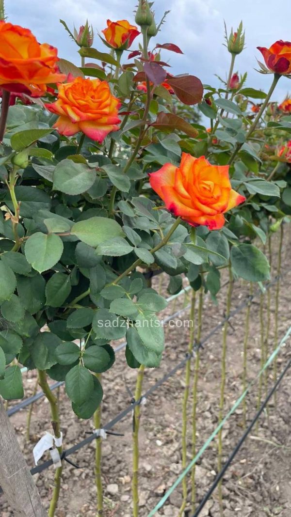 troyanda-na-shtambi-vyshhyj-svit-storis.jpg Троянда на штамбі "Вищий Світ"