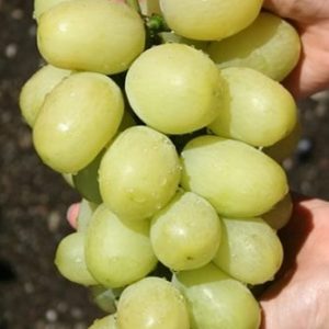 Виноград "Тянь-Шань"