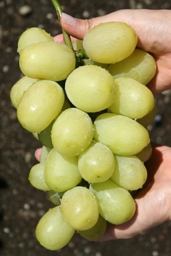 tyan-shan.jpg Виноград "Тянь-Шань"