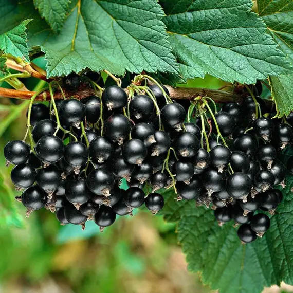 Смородина "Багіра"