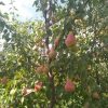 Груша Осінь Буковини