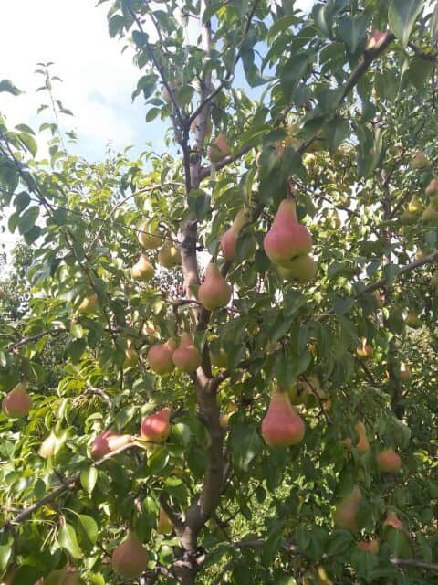 Груша Осінь Буковини