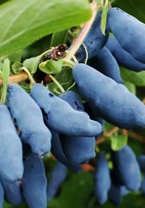 Жимолость "Вітамінна"