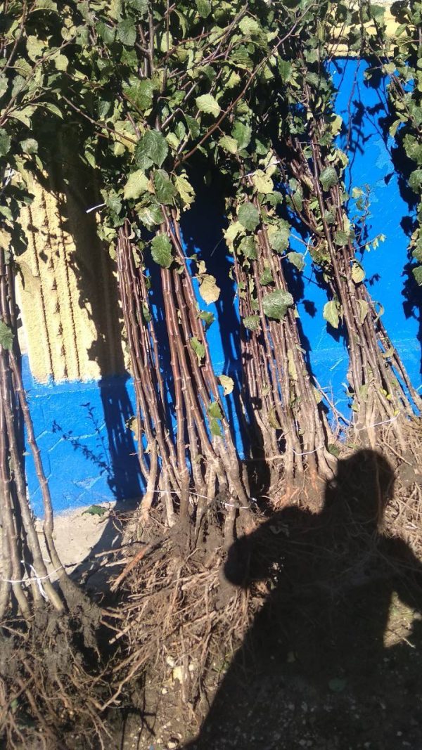 unnamed-file-12.jpg Cлива Кабардінка, ранній сорт