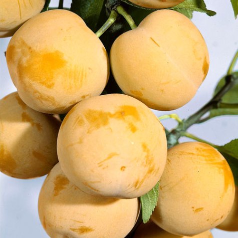 Cлива Медова колона