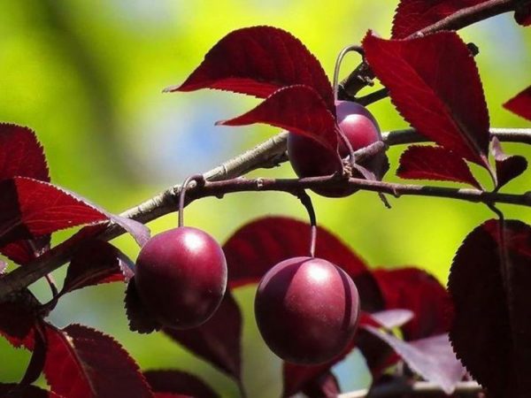 unnamed-file-14.jpg Cлива Пісарді