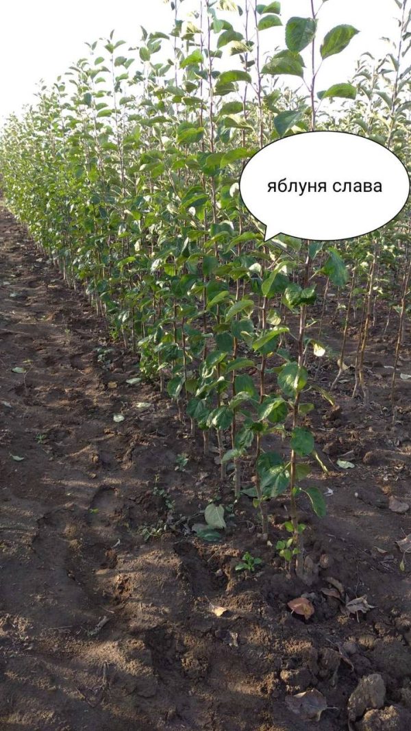 unnamed-file-15.jpg Яблуня "Слава Переможцям" (осінній сорт, ранній термін дозрівання) Саджанці дворічні