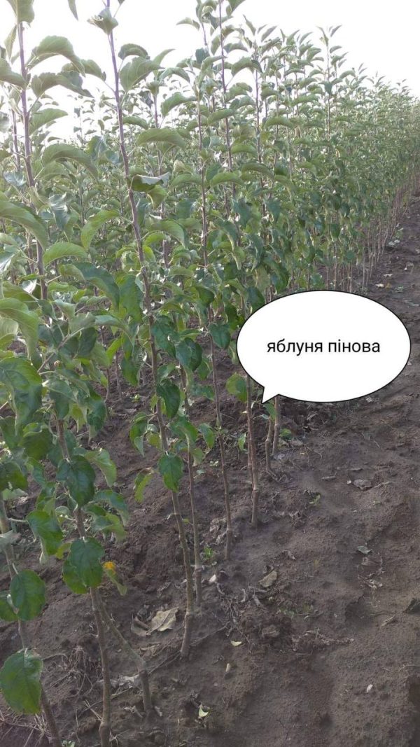 Яблуня "Пінова"