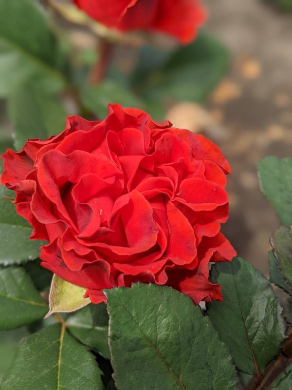 unnamed-file-17.jpg Троянда Ель Торо (El Тoro)