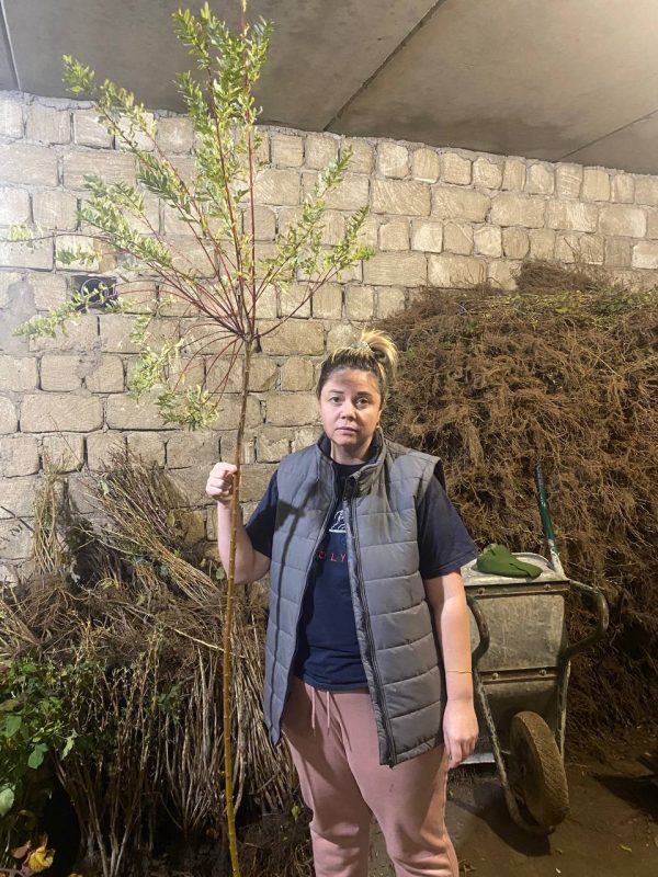 unnamed-file-21.jpg Верба японська Хакуро-Нішикі на штамбі ВИСОТА 190-200