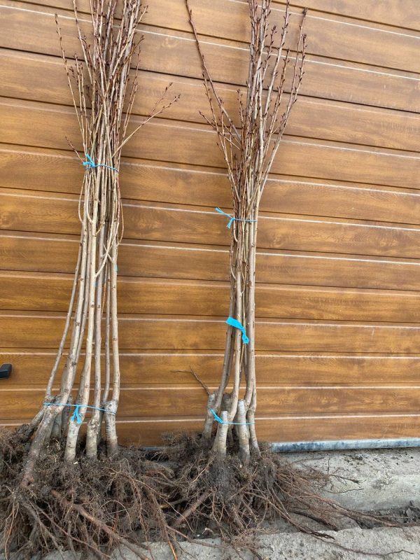 Сакура Роял Бургунді не на штамбі