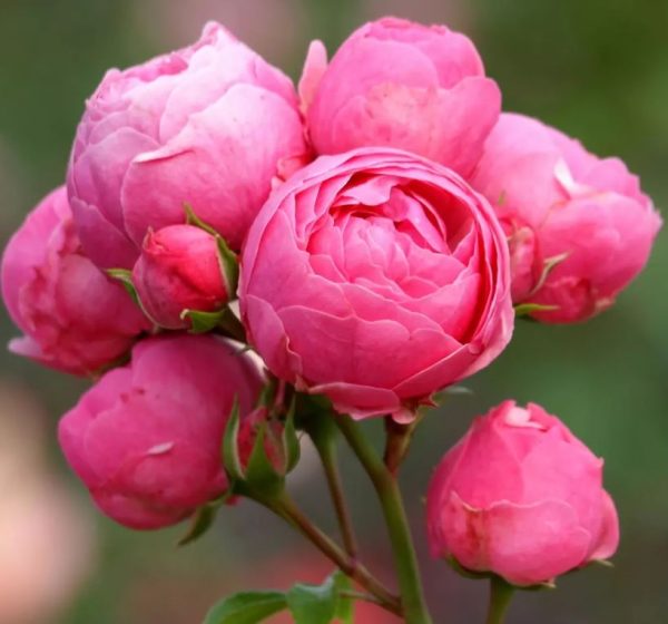 Троянда Помпонелла (Pomponella)