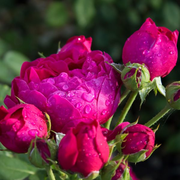 Троянда Аскот