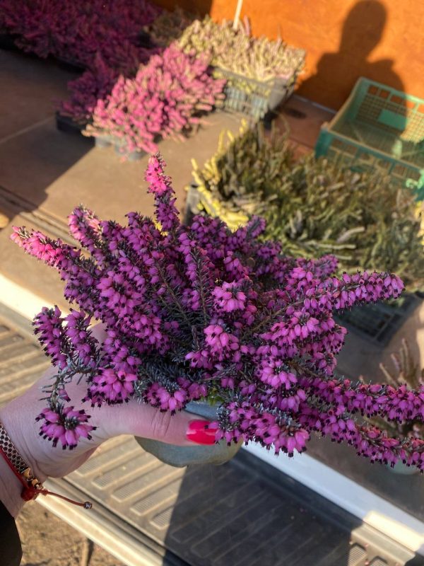 unnamed-file-25.jpg Еріка Дарленська Дженні Портер - темно-рожева