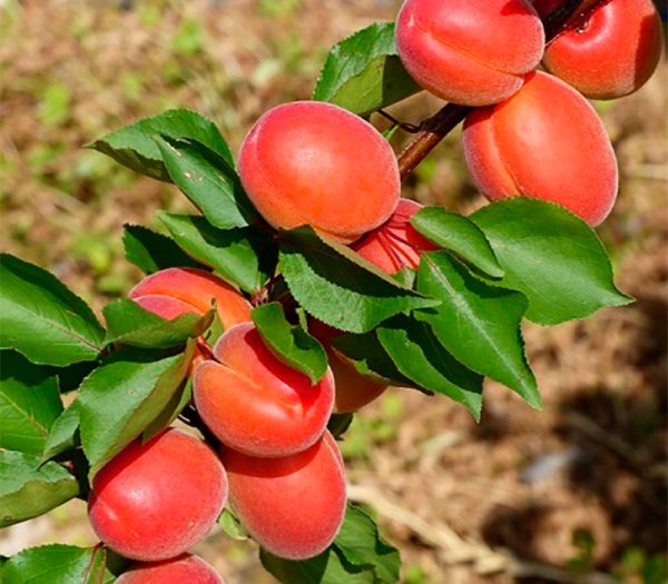 Абрикос Пріція - надранній термін дозрівання