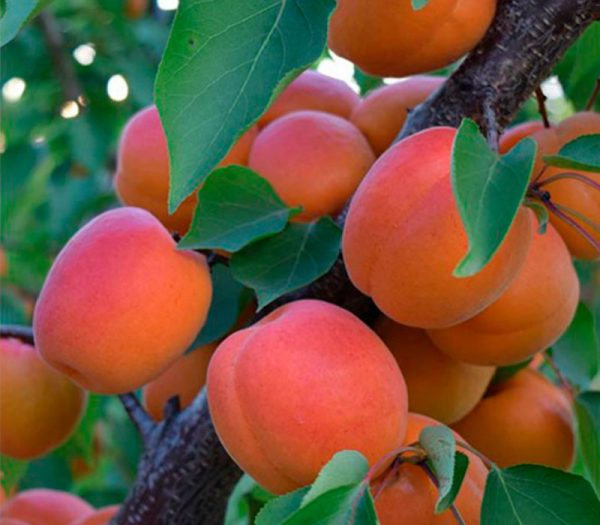 Кіото абрикос, середній термін дозрівання