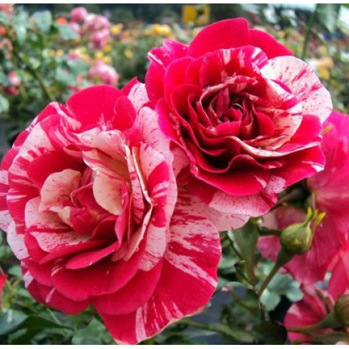 unnamed-file-4.webp Троянда Твіст (Twist) плетиста