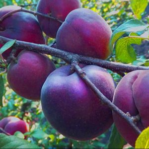 Персик Чорний Принц, середньо-пізній сорт
