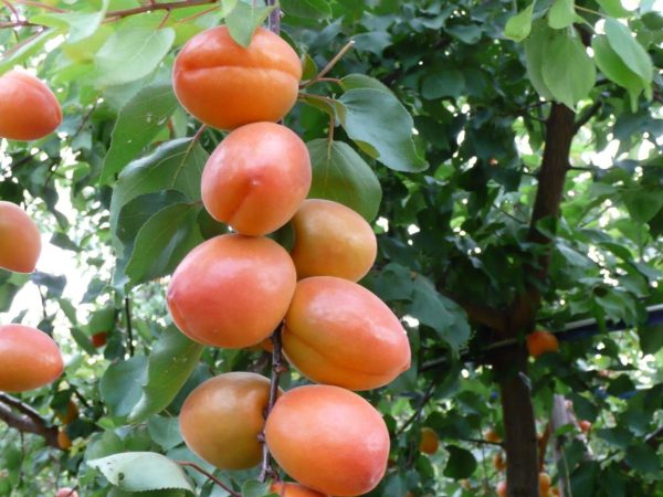 Абрикос "Вондер Кот", ранній сорт