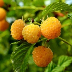 utrennyaya-rosa.jpg Малина жовта "Ранкова роса" (ремонтантна)