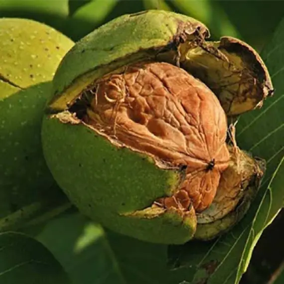 Горіх "Гігант"