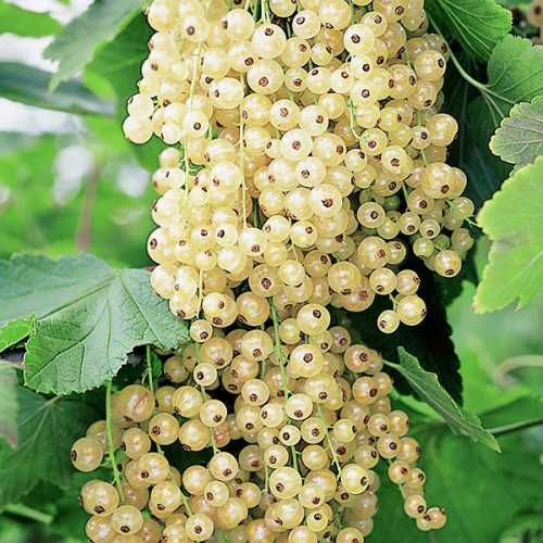 Порічка Біла на штамбі