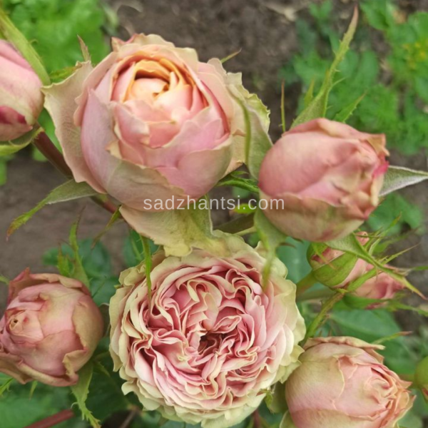 Піоновидна троянда "Чармінг Піано"