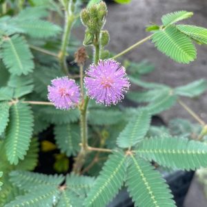 Мімоза сором'язлива