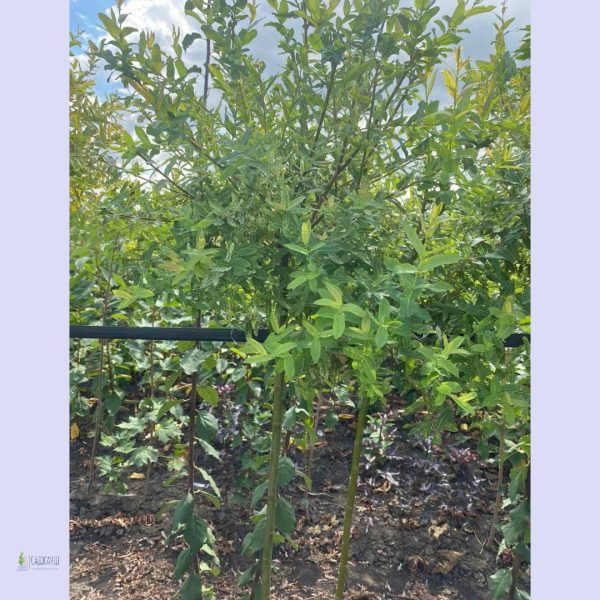 xr:d:DAFg9YlOWgs:64,j:3971451229447735872,t:23090809 Верба японська Хакуро-Нішикі на штамбі ВИСОТА 190-200