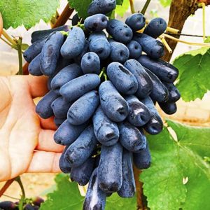 vinograd-avtar.jpg ВИНОГРАД  Кішміш Аватар