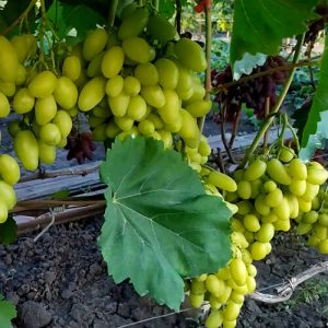 vinograd-bananas2.jpg Виноград "Бананас"сорт ранній