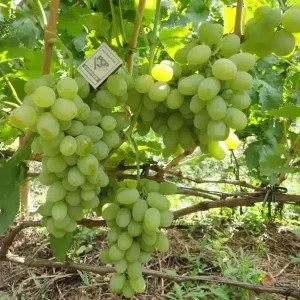 vinograd-kesha-600x600-1.webp Виноград "Кеша"
