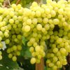 Виноград Кишмиш "Біле Полум'я"