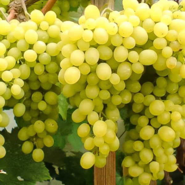 Виноград Кишмиш "Біле Полум'я"