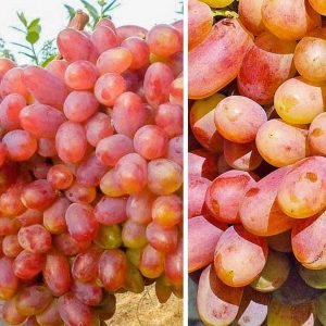 vinograd-preobrazhenie-duzhe-ranniy-zhovto-rozheviy.jpg Виноград "Преображення"