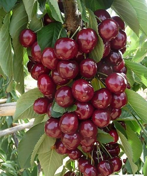 Вишня Ексклюзив колоновидна, середній термін дозрівання