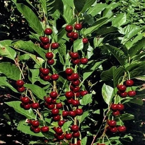 Вишня Ашанській гібрид