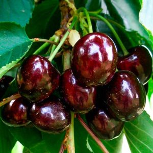 vishnya-duk-chernyy-princ_1.jpg Вишня (дюк) Чорний Принц