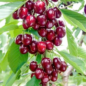 vishnya_kolonovidnaya_voskhishchenie-90058628842234.jpg Вишня Захват колона
