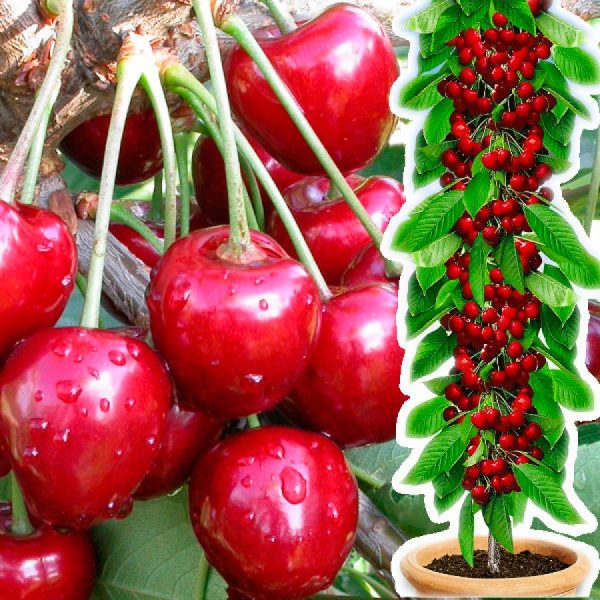 Вишня Малютка колона