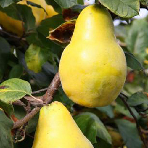 Айва Чемпіон (грушоподібна)